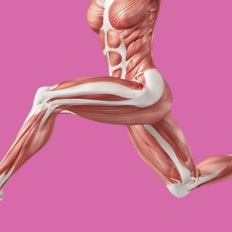 ANATOMIA FUNZIONALE APPLICATA AL PILATES